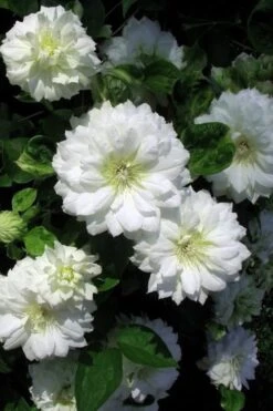 Duchess Of Edinburgh Clematis - 1 Gallon Pot -Flora Bloom Shop clematis duchess of edinburgh 7