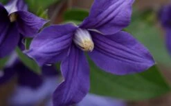 Durandii Clematis - 1 Gallon Pot -Flora Bloom Shop clematis durandii 12
