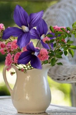 Durandii Clematis - 1 Gallon Pot -Flora Bloom Shop clematis durandii 13