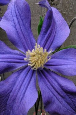 Durandii Clematis - 1 Gallon Pot -Flora Bloom Shop clematis durandii 4