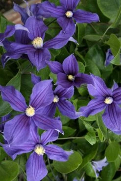 Durandii Clematis - 1 Gallon Pot -Flora Bloom Shop clematis durandii 5