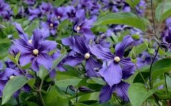 Durandii Clematis - 1 Gallon Pot -Flora Bloom Shop clematis durandii 6