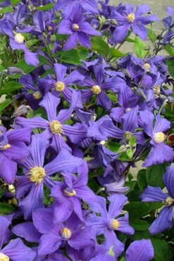 Durandii Clematis - 1 Gallon Pot -Flora Bloom Shop clematis durandii 7