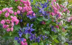 Durandii Clematis - 1 Gallon Pot -Flora Bloom Shop clematis durandii 8