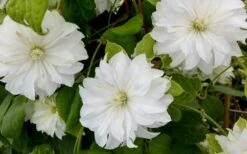 Duchess Of Edinburgh Clematis - 1 Gallon Pot -Flora Bloom Shop clematis duschess of edinburgh 3
