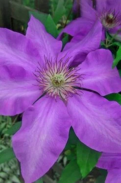 Elsa Spath Clematis - 1 Gallon Pot -Flora Bloom Shop clematis elsa spath 7