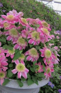 Empress Clematis - 1 Gallon Pot 7 Empress Clematis - 1 Gallon Pot -Flora Bloom Shop clematis empress 4