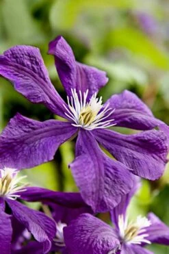 Etoile Violette Clematis - 1 Gallon Pot -Flora Bloom Shop clematis etoile violette 10