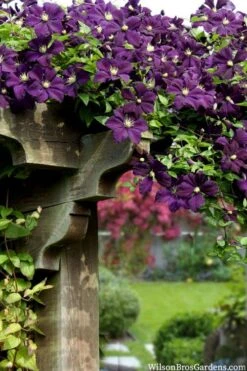 Etoile Violette Clematis - 1 Gallon Pot -Flora Bloom Shop clematis etoile violette 11