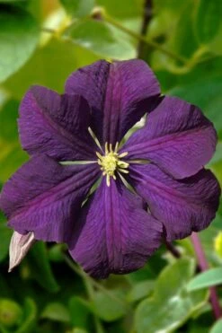 Etoile Violette Clematis - 1 Gallon Pot -Flora Bloom Shop clematis etoile violette 13
