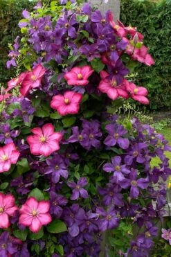 Etoile Violette Clematis - 1 Gallon Pot -Flora Bloom Shop clematis etoile violette 4