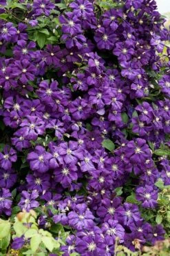 Etoile Violette Clematis - 1 Gallon Pot