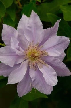 Filigree Clematis - 1 Gallon Pot -Flora Bloom Shop clematis filigree 4