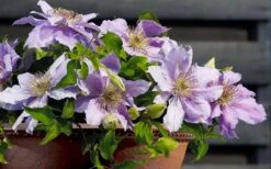 Filigree Clematis - 1 Gallon Pot -Flora Bloom Shop clematis filigree 7