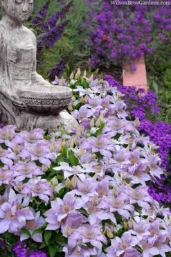 Filigree Clematis - 1 Gallon Pot -Flora Bloom Shop clematis filigree 9