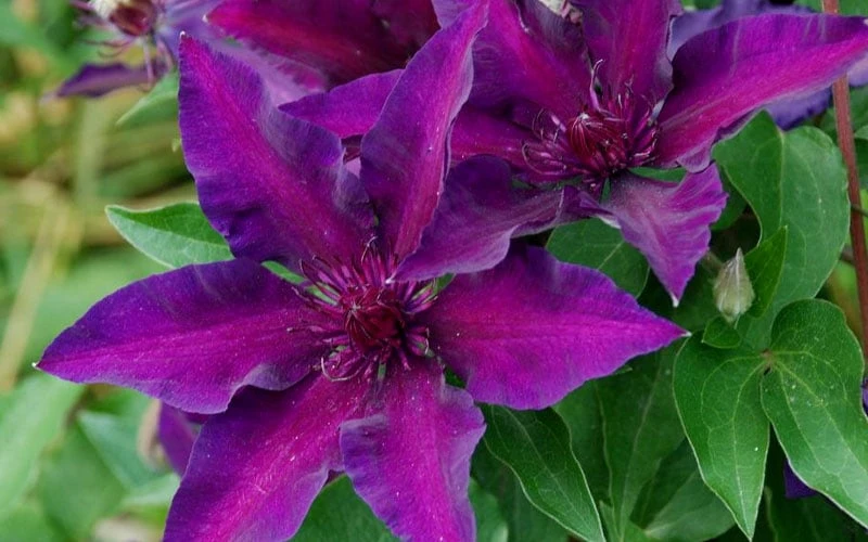 Fleuri Clematis - 1 Gallon Pot 6 Fleuri Clematis - 1 Gallon Pot - Image 6