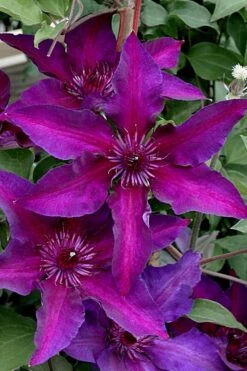 Fleuri Clematis - 1 Gallon Pot 10 Fleuri Clematis - 1 Gallon Pot -Flora Bloom Shop clematis fleuri 11