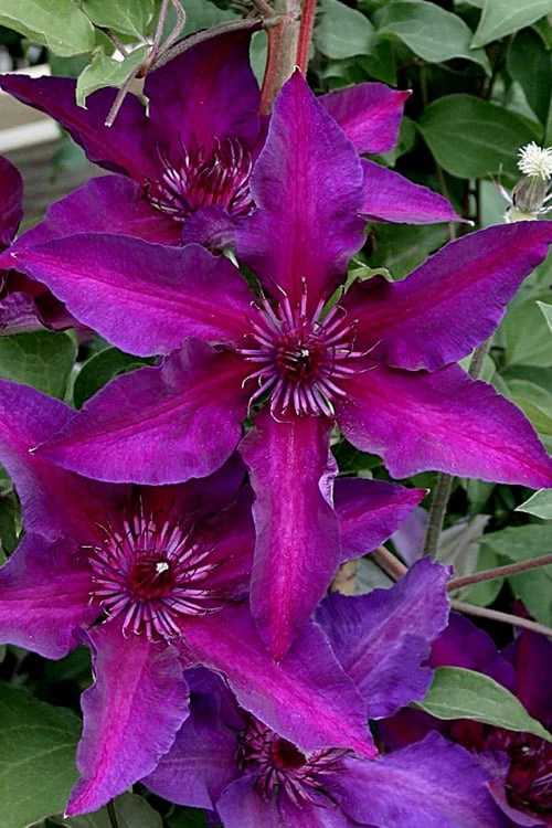 Fleuri Clematis - 1 Gallon Pot 5 Fleuri Clematis - 1 Gallon Pot - Image 5