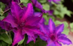 Fleuri Clematis - 1 Gallon Pot 9 Fleuri Clematis - 1 Gallon Pot -Flora Bloom Shop clematis fleuri 19