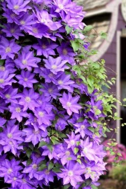 General Sikorski Clematis - 1 Gallon Pot 13 General Sikorski Clematis - 1 Gallon Pot -Flora Bloom Shop clematis general sikorski 11