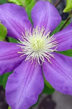 General Sikorski Clematis - 1 Gallon Pot 14 General Sikorski Clematis - 1 Gallon Pot -Flora Bloom Shop clematis general sikorski 8