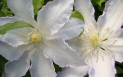 Gillian Blades Clematis - 1 Gallon Pot 11 Gillian Blades Clematis - 1 Gallon Pot -Flora Bloom Shop clematis gillian blades 4