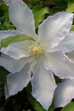 Gillian Blades Clematis - 1 Gallon Pot 9 Gillian Blades Clematis - 1 Gallon Pot -Flora Bloom Shop clematis gillian blades 5