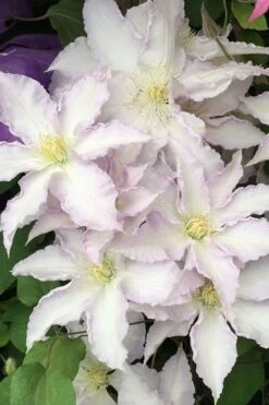 Gillian Blades Clematis - 1 Gallon Pot 10 Gillian Blades Clematis - 1 Gallon Pot -Flora Bloom Shop clematis gillian blades 500x750 1