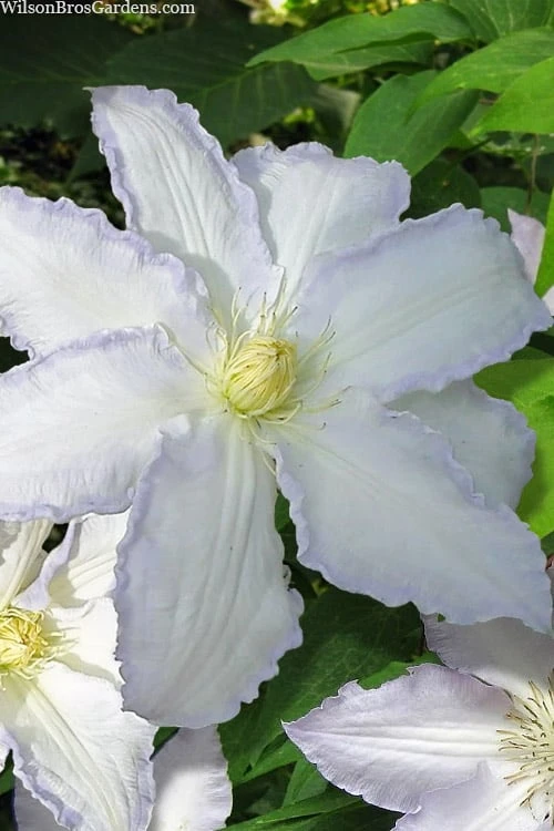 Gillian Blades Clematis - 1 Gallon Pot 1 Gillian Blades Clematis - 1 Gallon Pot