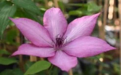 Giselle Clematis - 1 Gallon Pot -Flora Bloom Shop clematis giselle 11
