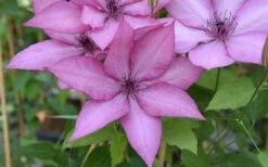 Giselle Clematis - 1 Gallon Pot -Flora Bloom Shop clematis giselle 12
