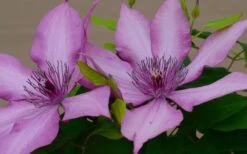 Giselle Clematis - 1 Gallon Pot -Flora Bloom Shop clematis giselle 7