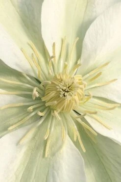 Guernsey Cream Clematis - 1 Gallon Pot 12 Guernsey Cream Clematis - 1 Gallon Pot -Flora Bloom Shop clematis guernsey cream 1
