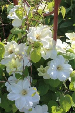 Guernsey Cream Clematis - 1 Gallon Pot 11 Guernsey Cream Clematis - 1 Gallon Pot -Flora Bloom Shop clematis guernsey cream 3