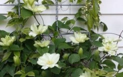 Guernsey Cream Clematis - 1 Gallon Pot 13 Guernsey Cream Clematis - 1 Gallon Pot -Flora Bloom Shop clematis guernsey cream 4