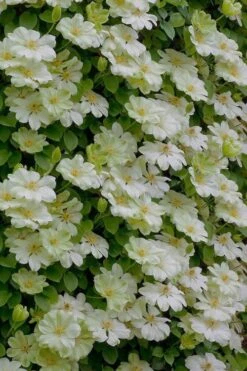 Guernsey Cream Clematis - 1 Gallon Pot 10 Guernsey Cream Clematis - 1 Gallon Pot -Flora Bloom Shop clematis guernsey cream 5