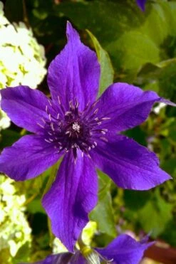 Guiding Promise Clematis - 1 Gallon Pot 7 Guiding Promise Clematis - 1 Gallon Pot -Flora Bloom Shop clematis guiding promise 1