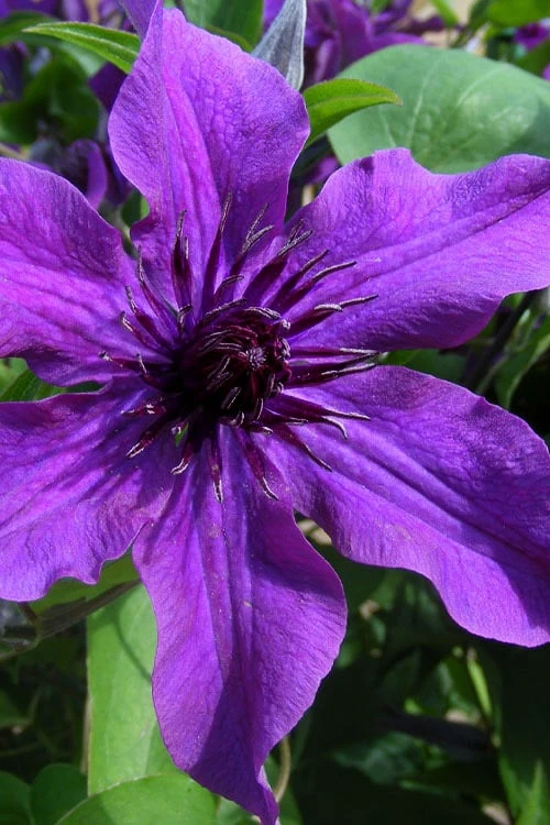 Guiding Promise Clematis - 1 Gallon Pot 1 Guiding Promise Clematis - 1 Gallon Pot