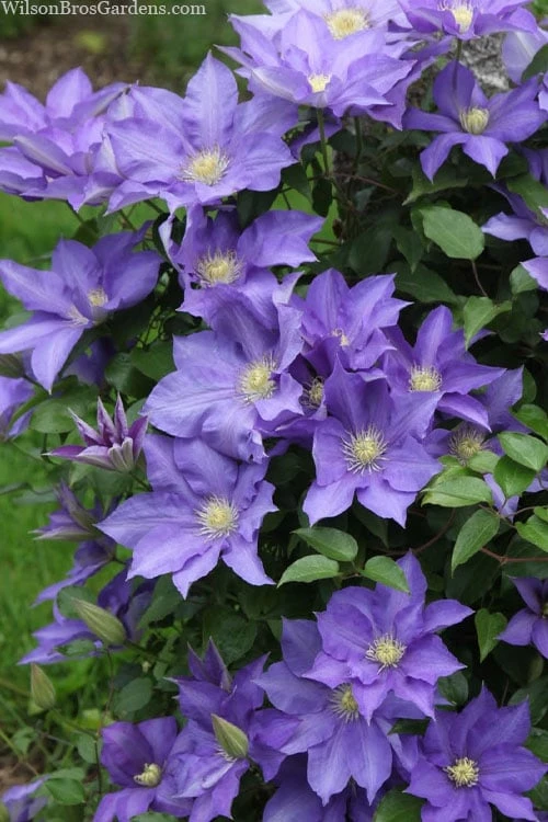 H. F. Young Clematis - 3 Gallon Pot 4 H. F. Young Clematis - 3 Gallon Pot - Image 4