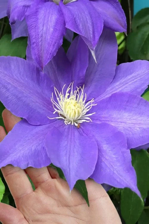 H. F. Young Clematis - 3 Gallon Pot 1 H. F. Young Clematis - 3 Gallon Pot