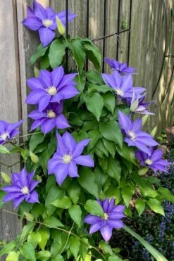 H. F. Young Clematis - 3 Gallon Pot 10 H. F. Young Clematis - 3 Gallon Pot -Flora Bloom Shop clematis h f young 5 1
