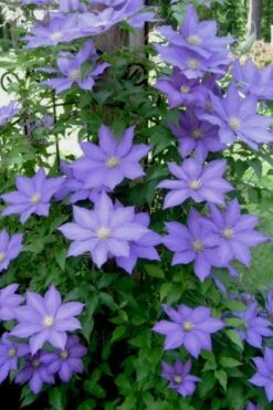 H. F. Young Clematis - 1 Gallon Pot -Flora Bloom Shop clematis h f young 9