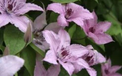 Hagley Hybrid Clematis - 1 Gallon Pot 13 Hagley Hybrid Clematis - 1 Gallon Pot -Flora Bloom Shop clematis hagley hybrid 13