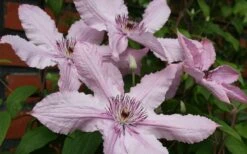 Hagley Hybrid Clematis - 1 Gallon Pot 17 Hagley Hybrid Clematis - 1 Gallon Pot -Flora Bloom Shop clematis hagley hybrid 21