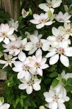 Henryi Clematis - 1 Gallon Pot 14 Henryi Clematis - 1 Gallon Pot -Flora Bloom Shop clematis henryi 2