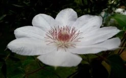 Henryi Clematis - 1 Gallon Pot 16 Henryi Clematis - 1 Gallon Pot -Flora Bloom Shop clematis henryi 4