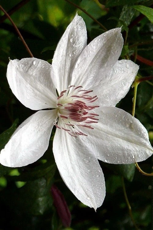 Henryi Clematis - 1 Gallon Pot 9 Henryi Clematis - 1 Gallon Pot - Image 9