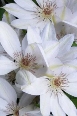 Henryi Clematis - 1 Gallon Pot 12 Henryi Clematis - 1 Gallon Pot -Flora Bloom Shop clematis henryi 7