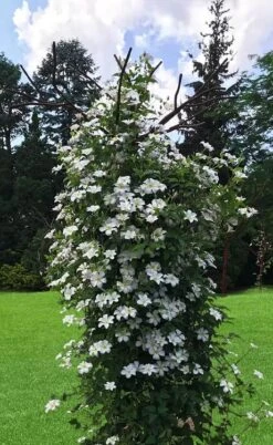 Huldine Clematis - 1 Gallon Pot -Flora Bloom Shop clematis huldine 1