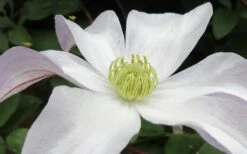 Huldine Clematis - 1 Gallon Pot -Flora Bloom Shop clematis huldine 3